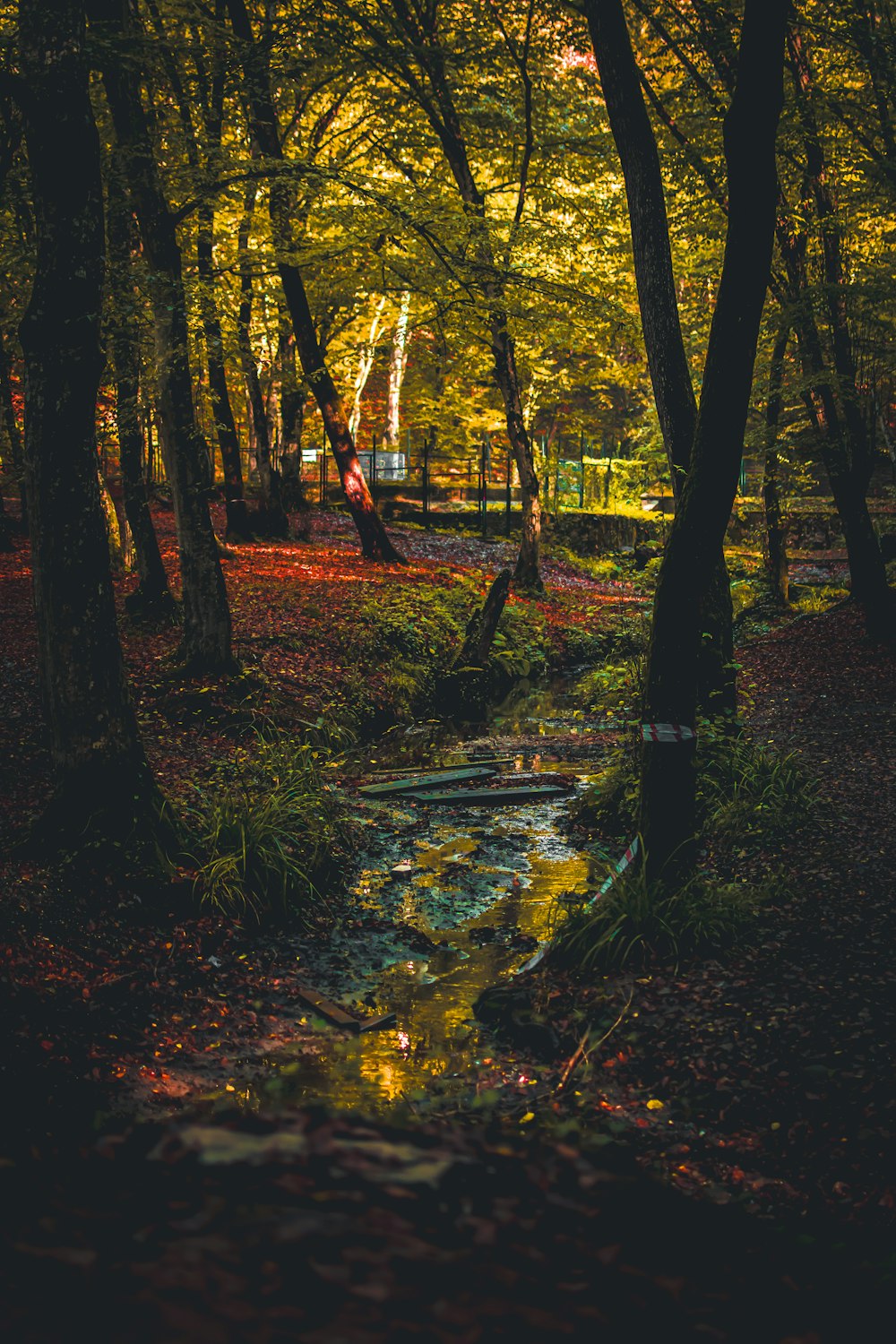 a stream running through a forest filled with trees