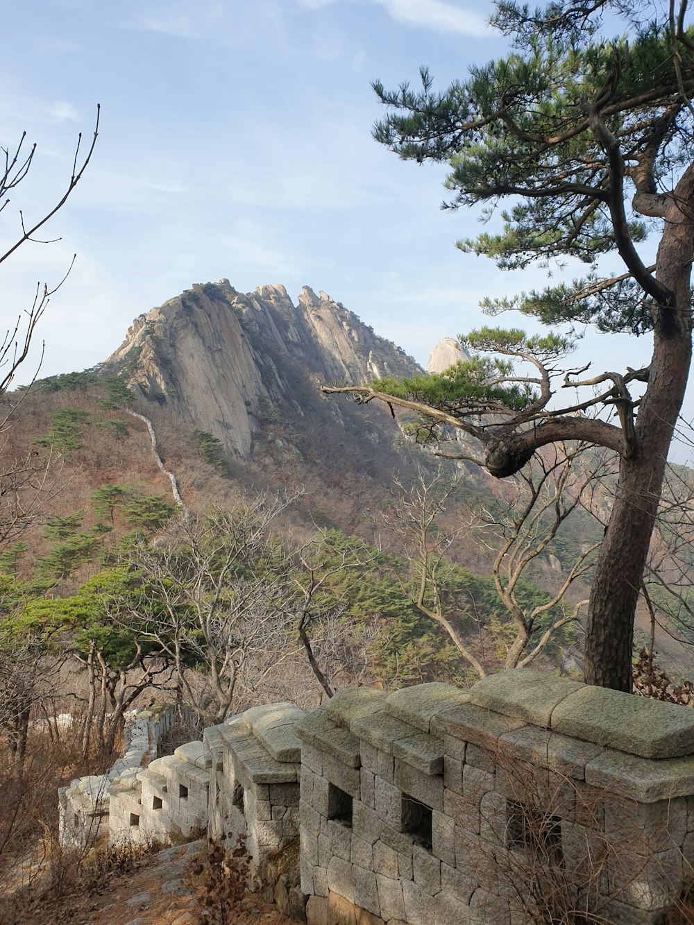 a stone wall near a tree with a mountain in the background