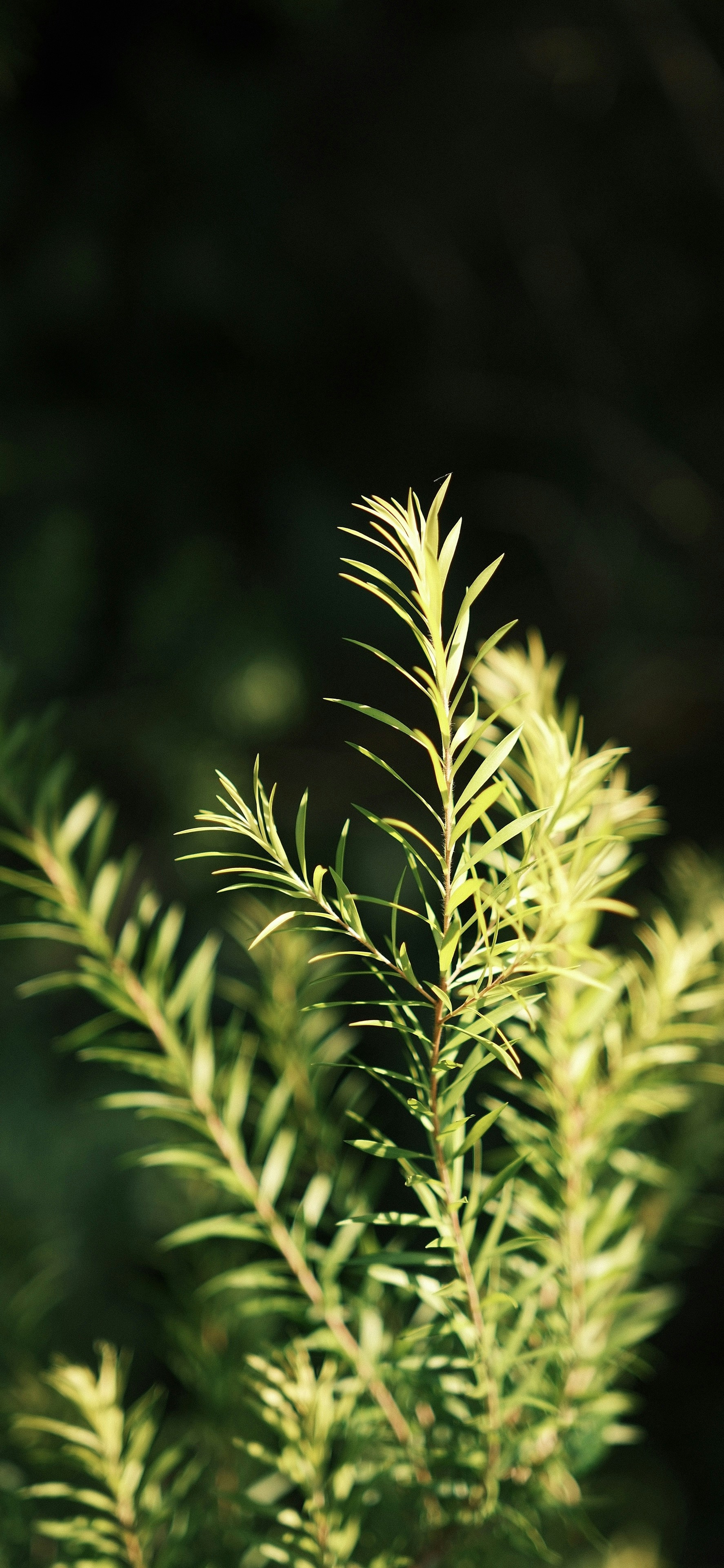 Photo by yokonoito0512