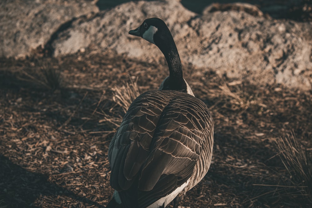 a black and white duck standing in the grass