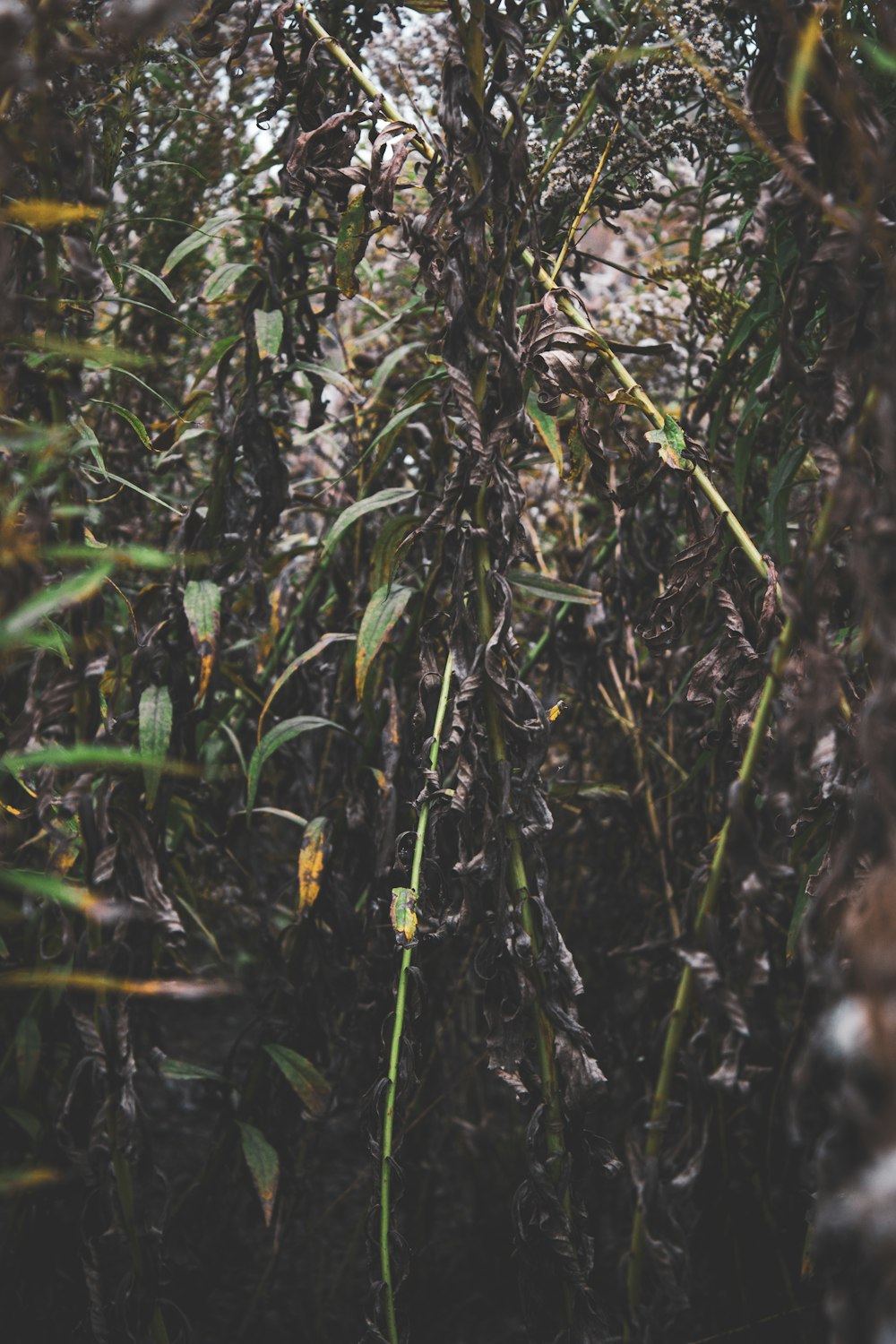 a bunch of plants that are in the grass