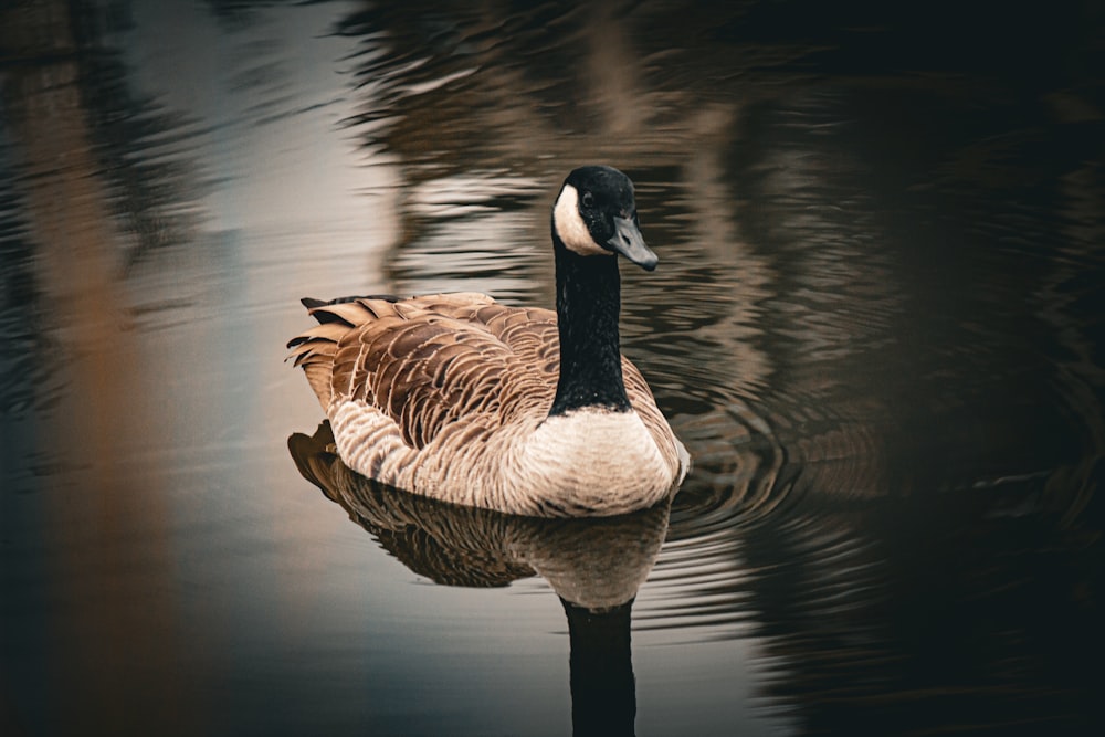 a duck floating on top of a body of water