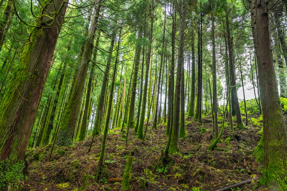 a lush green forest filled with lots of trees