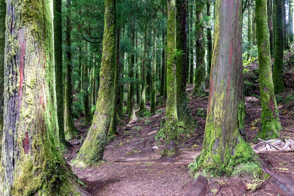 a forest filled with lots of trees covered in green moss