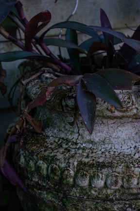 Close-up of a textured concrete planter with natural patina.