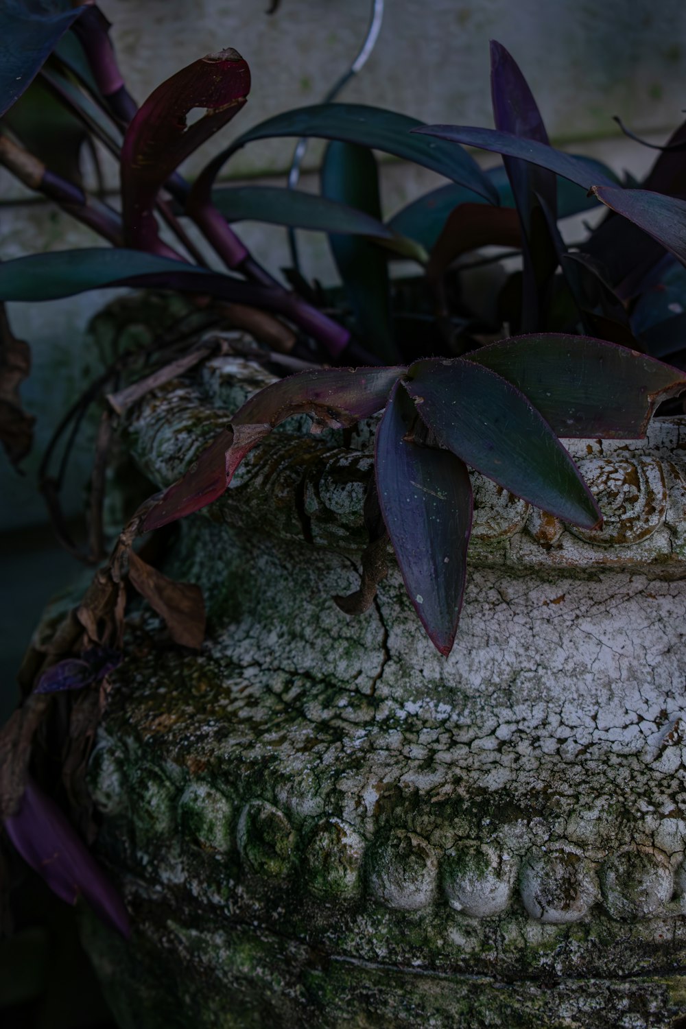 a close up of a plant on a rock