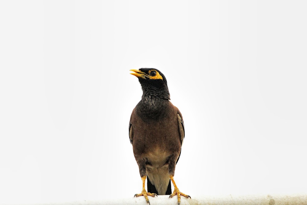 a bird sitting on top of a white pole