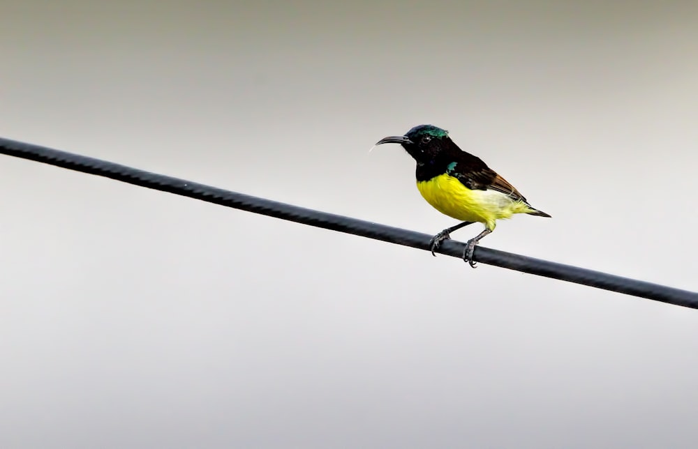 un petit oiseau jaune et noir assis sur un fil