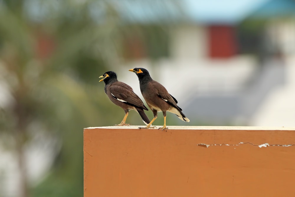 two birds standing on top of a wall next to each other