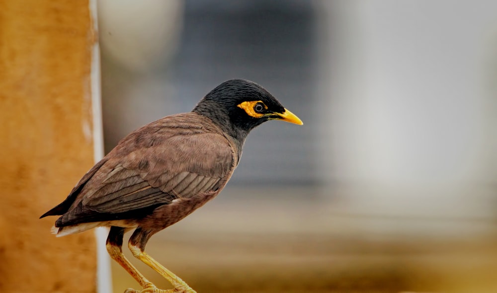 a bird is standing on a piece of wood