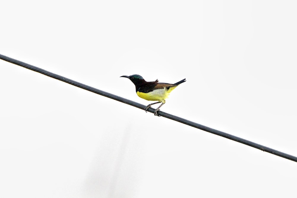 un petit oiseau jaune et noir assis sur un fil