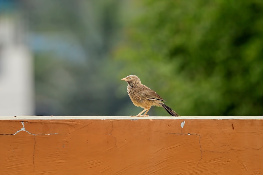 a small bird sitting on top of a wooden fence