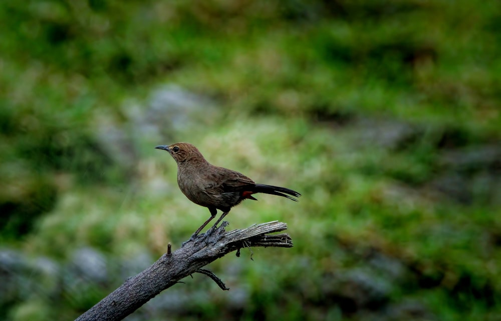 a bird sitting on a branch in a field