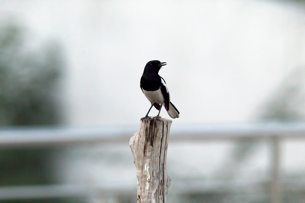 a black and white bird sitting on a piece of wood