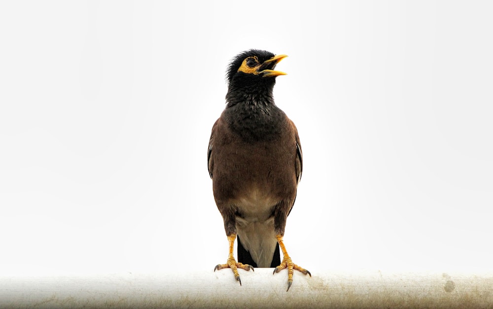 a bird with a yellow beak standing on a ledge