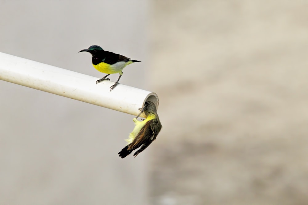 a couple of birds that are sitting on a pole