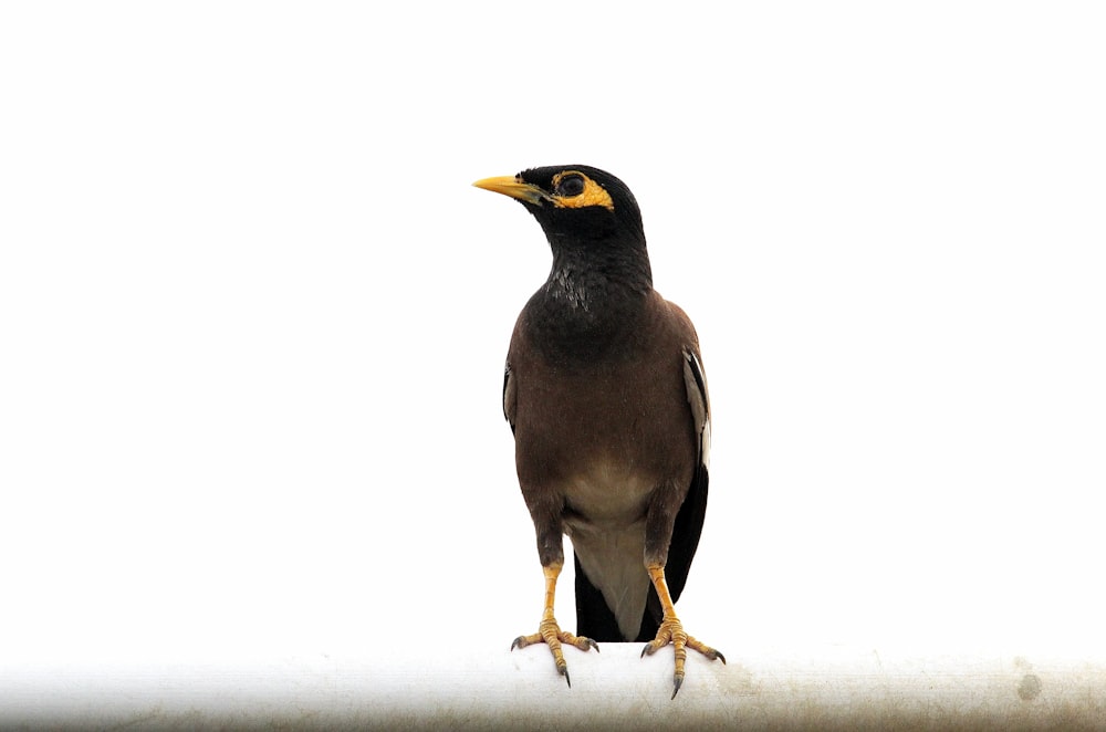 ein Vogel, der auf einer weißen Fläche steht