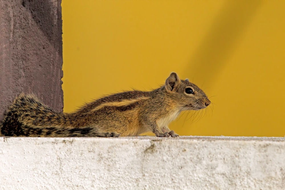 a small squirrel sitting on top of a cement wall