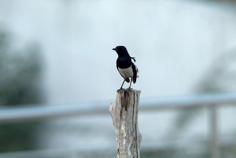 a black and white bird sitting on top of a wooden post