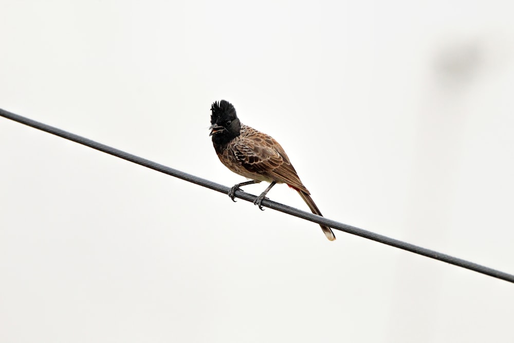 a bird sitting on a wire with a sky background