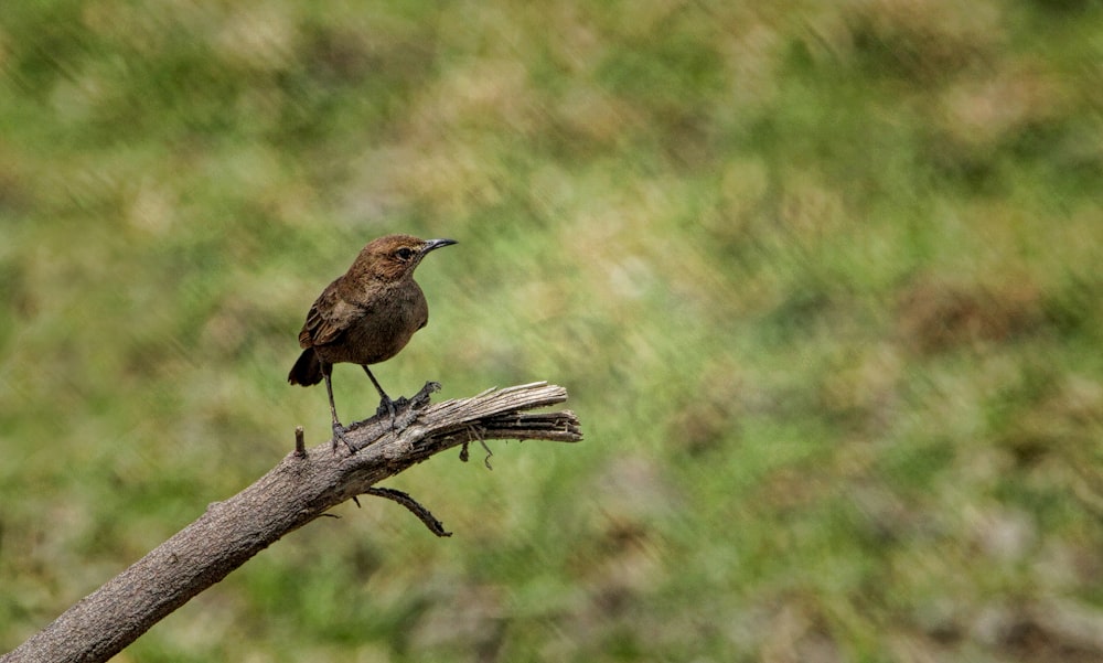 a small brown bird sitting on top of a tree branch