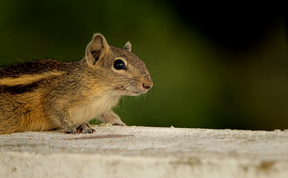 un primo piano di un piccolo animale su una sporgenza