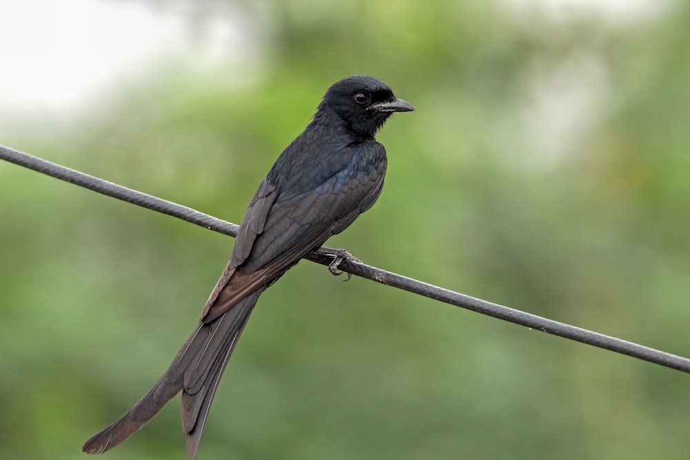 a small black bird sitting on a wire