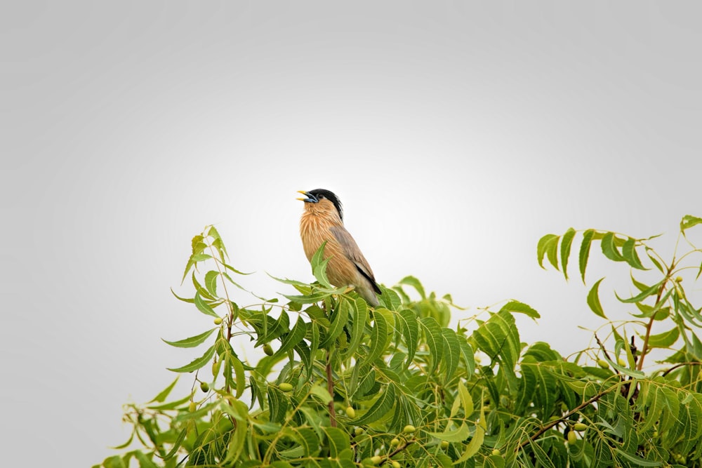 un pájaro posado en lo alto de la rama de un árbol