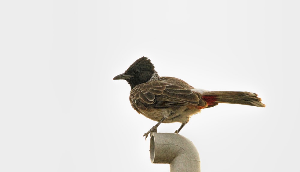 a bird perched on top of a white pipe