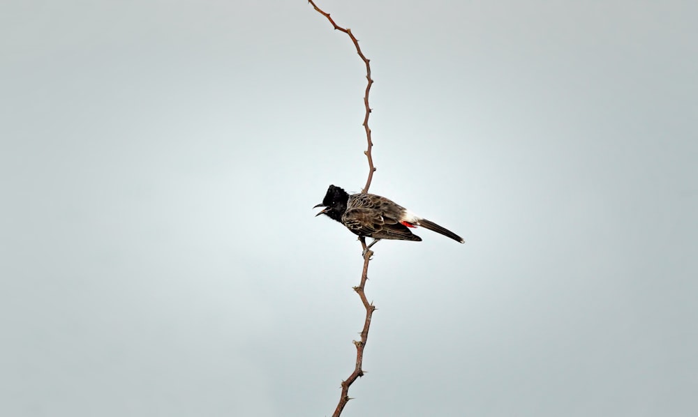 a bird sitting on a branch with a sky background