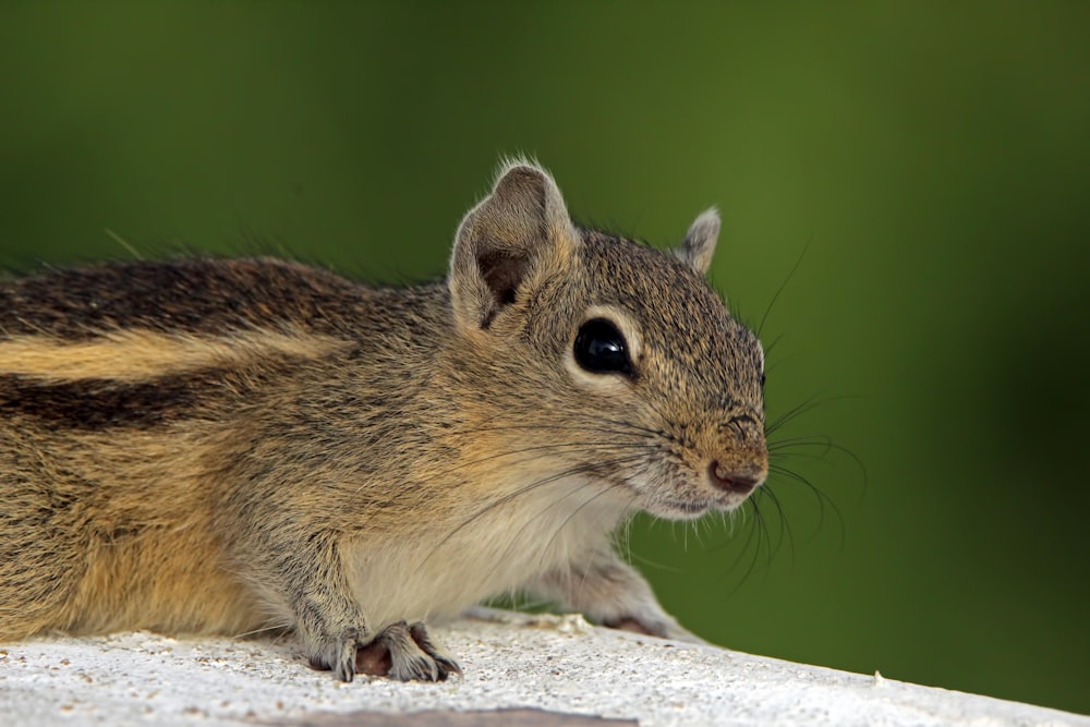 a close up of a small animal on a rock