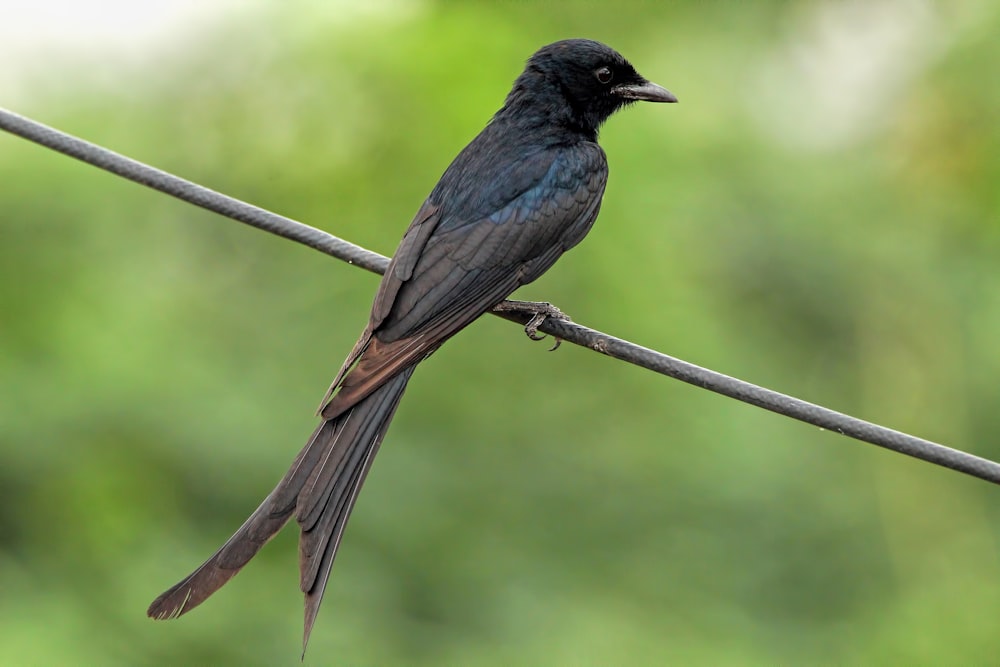 a small black bird sitting on a wire