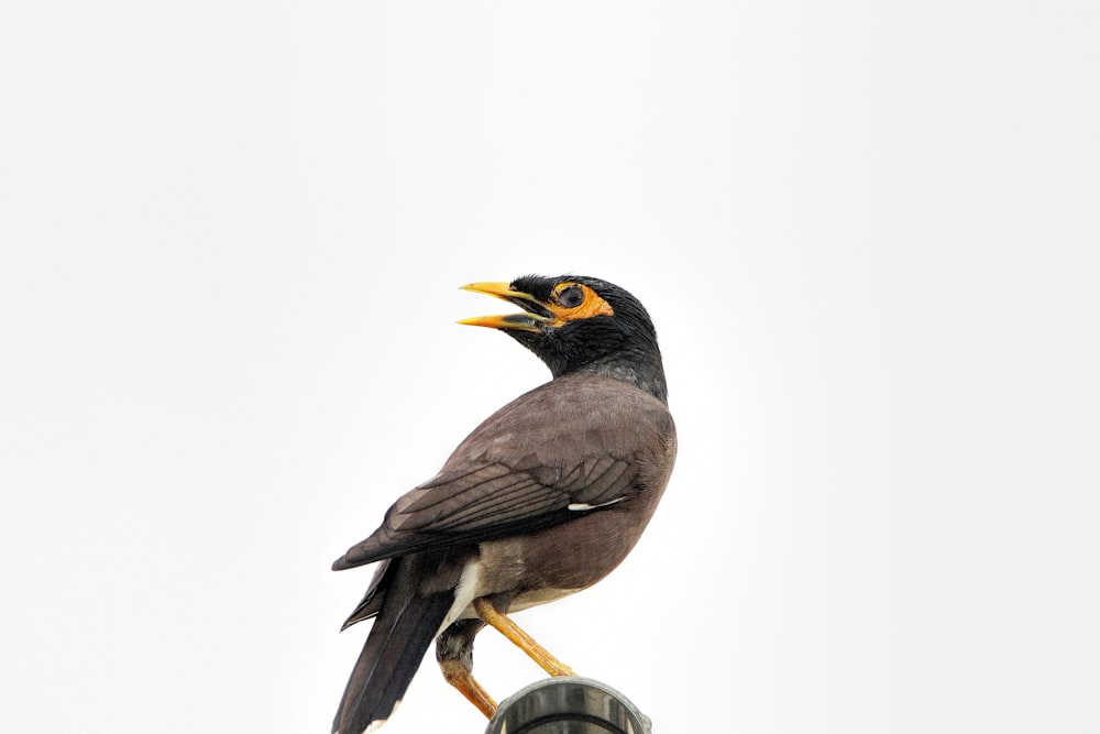 a black bird with a yellow beak sitting on top of a pole