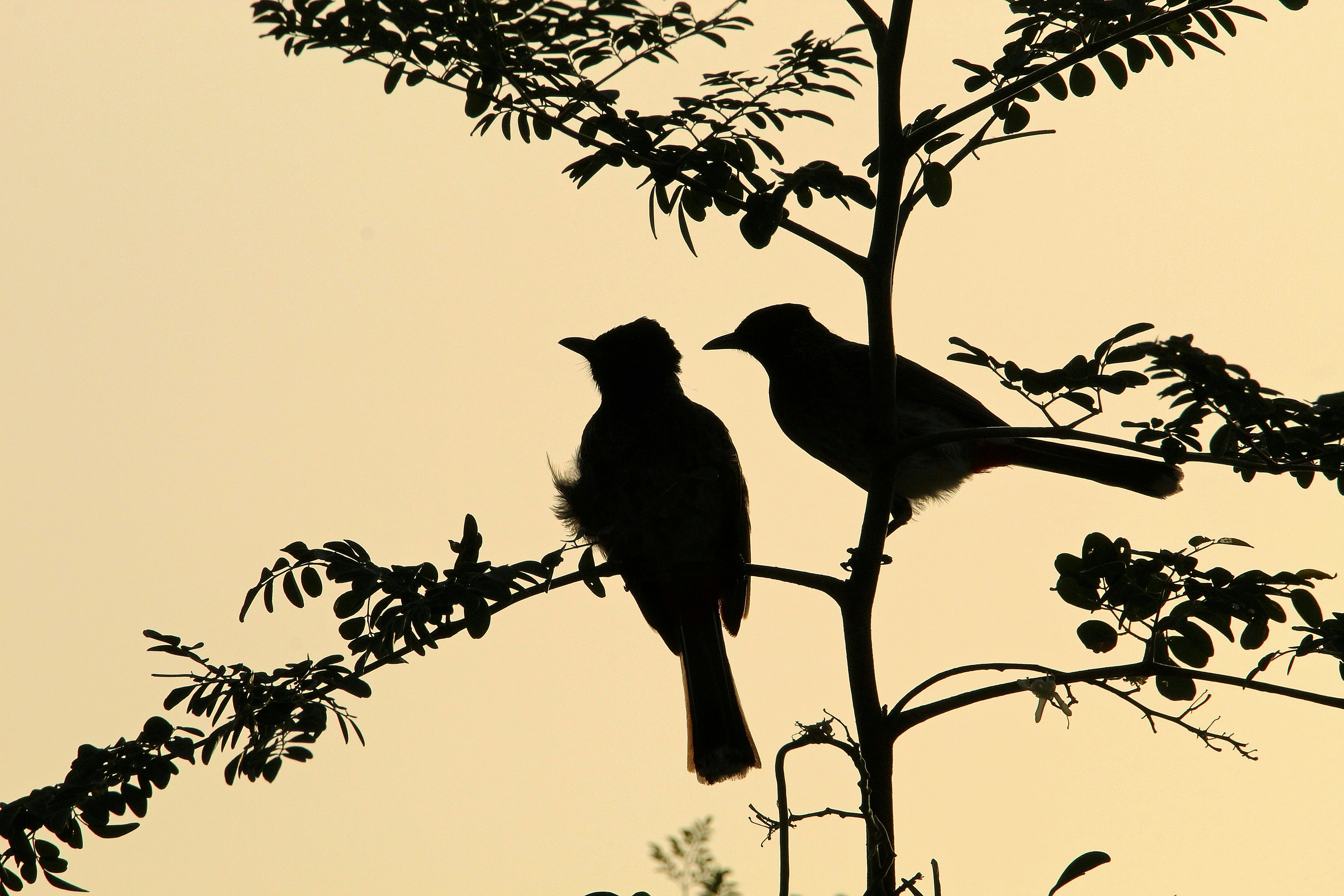 Silhouette of two bulbuls sitting in a tree against a yellow sky.