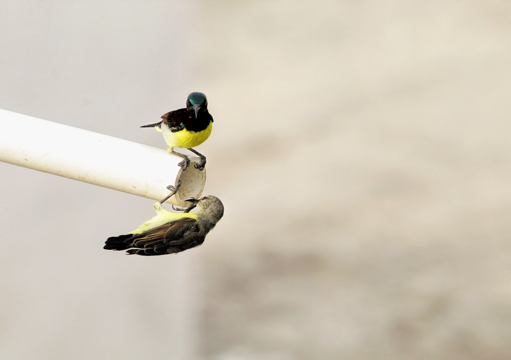 two small birds perched on top of a white pole