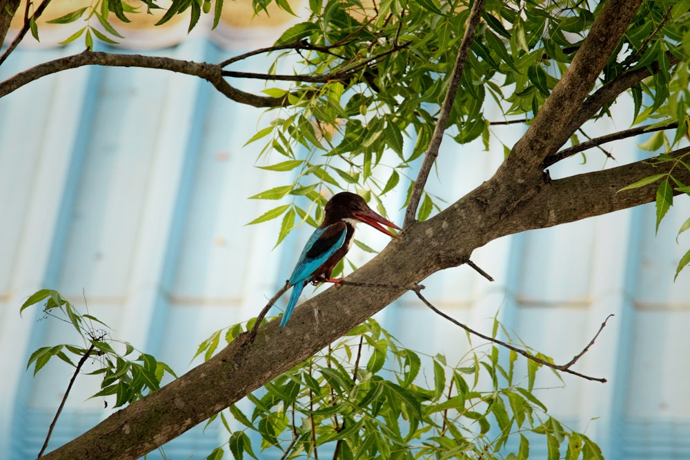 a colorful bird perched on a tree branch