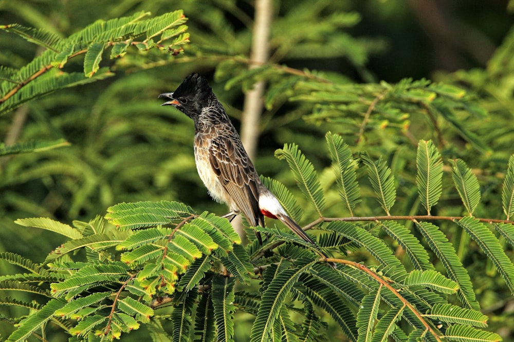 a bird perched on top of a tree branch