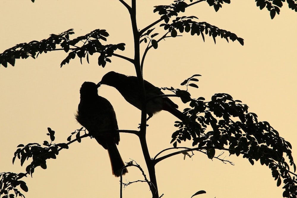 a couple of birds sitting on top of a tree