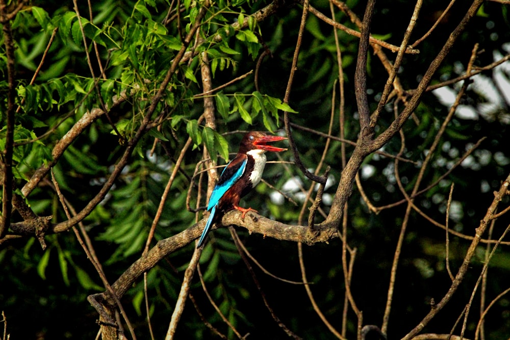 a colorful bird perched on top of a tree branch