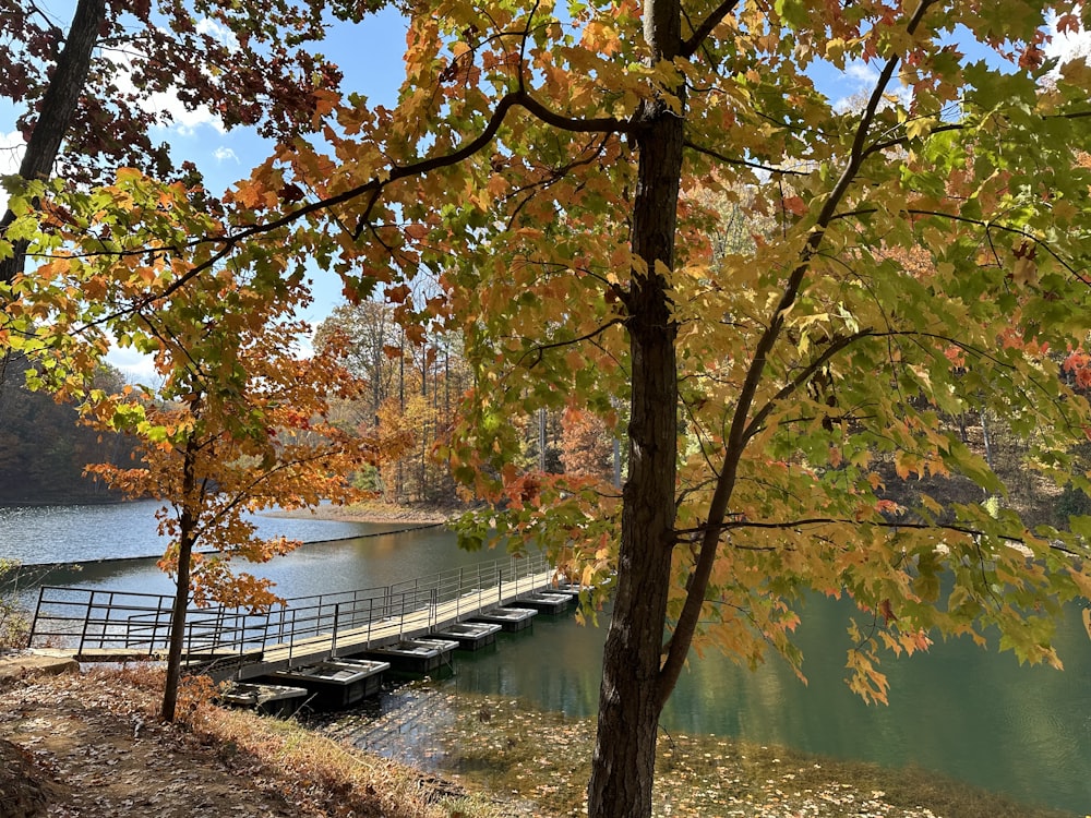 a bridge over a body of water surrounded by trees