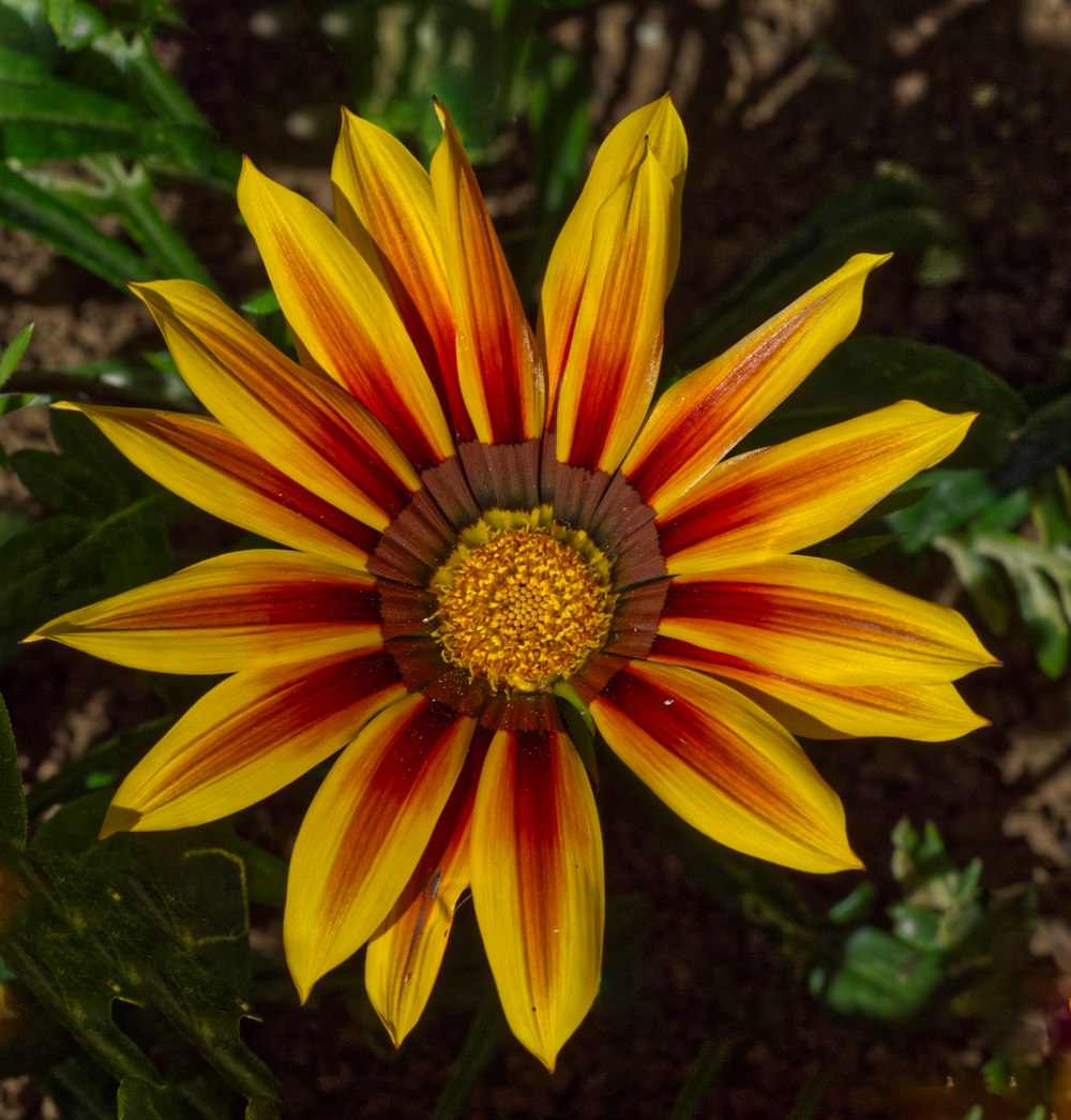 a yellow and red flower with green leaves