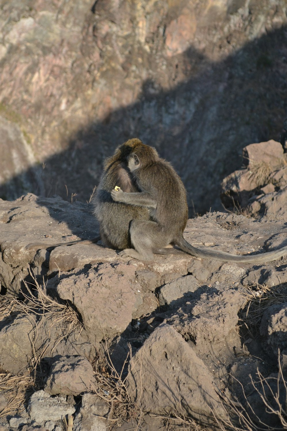 a monkey sitting on top of a rocky hillside