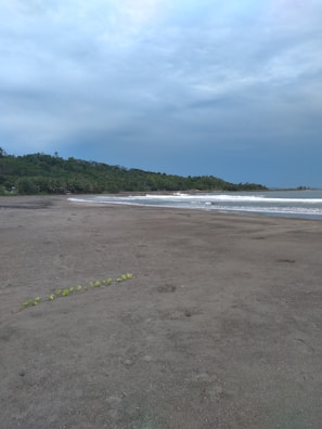 Peaceful early morning view of an empty surf spot surrounded by lush nature.