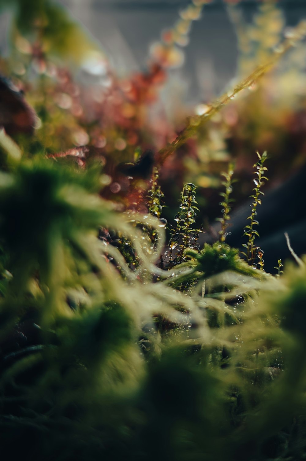 a close up of a plant with green leaves