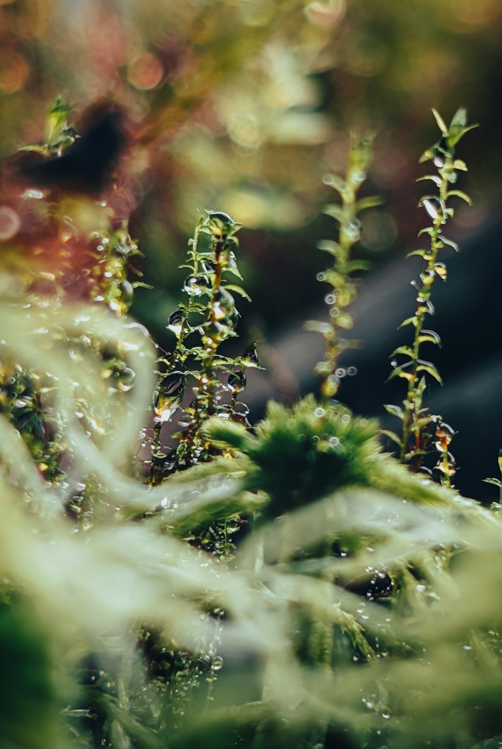 a close up of a plant with drops of water on it