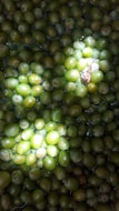 A collection of green olives submerged in liquid, with sunlight casting bright highlights and shadows on their surfaces.