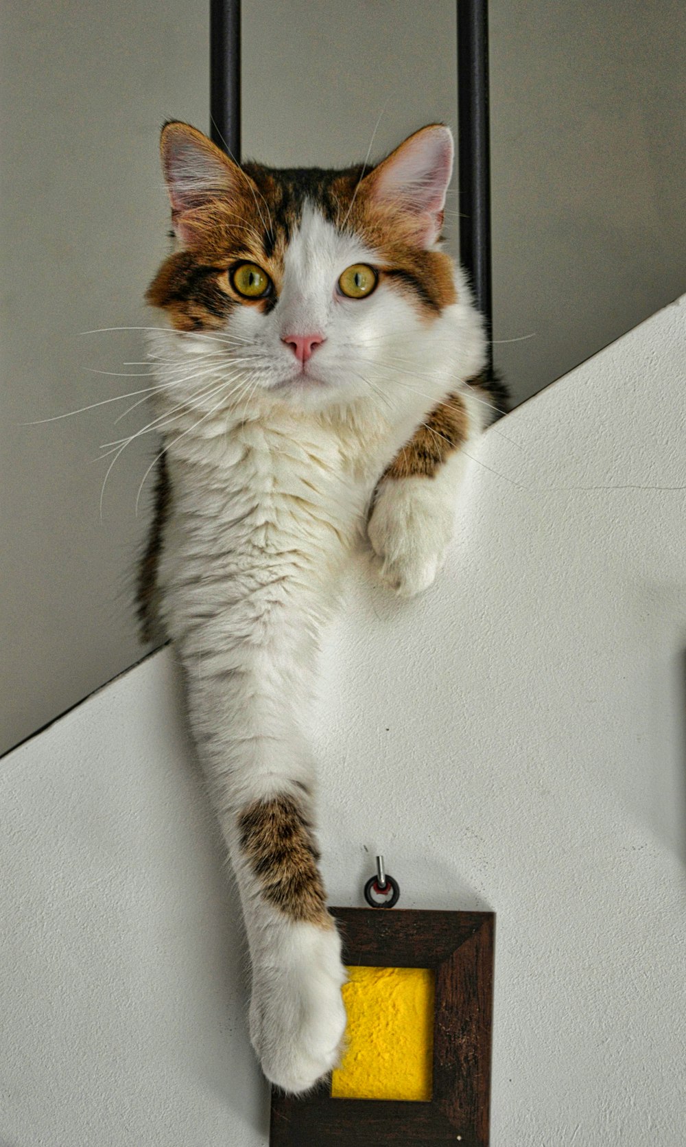 a cat sitting on top of a wooden shelf