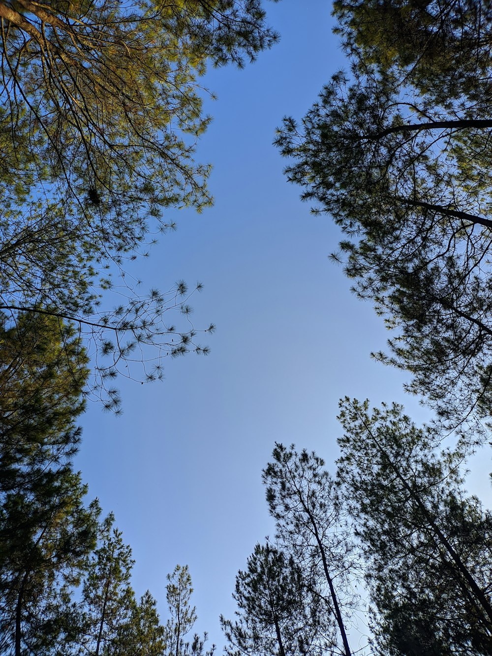 looking up at the tops of tall pine trees