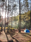 Tents pitched among tall trees with soft morning light filtering through.