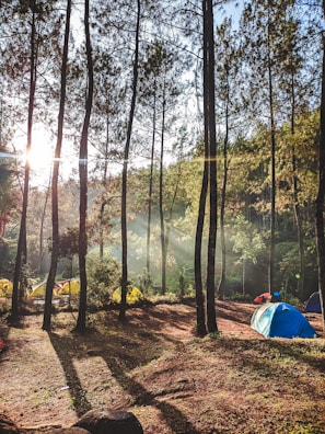 Tents pitched among tall trees with soft morning light filtering through.